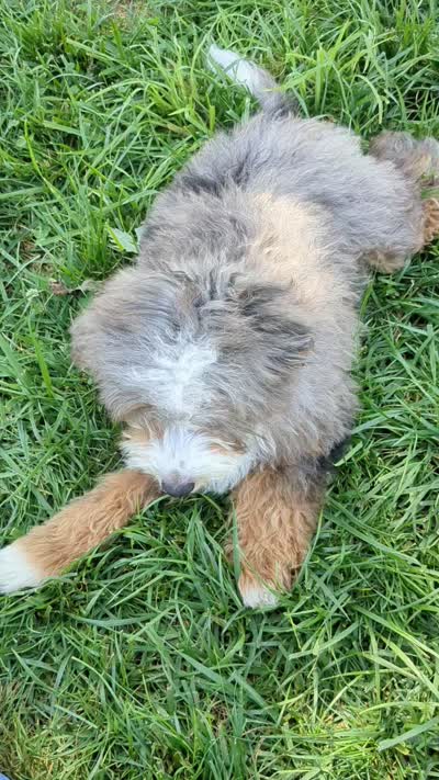 Elite Blue Merle Mini Bernedoodle – Ready Now!, a male Miniature Bernedoodle for sale in Shipshewana, IN – 9 of 10