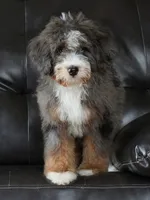 🌟 Premium Health-Tested F1b Mini Bernedoodle Male – Elite Genetics 🌟, a male Miniature Bernedoodle for sale in Shipshewana, IN – 2 of 5