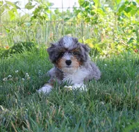 ✨ STARTED ON CRATE TRAINING 🧬 FULLY EMBARK HEALTH TESTED 🧸 TEDDY BEAR, a male Miniature Bernedoodle for sale in Shipshewana, IN – 5 of 10