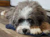 Elite Blue Merle Mini Bernedoodle – Ready Now!, a male Miniature Bernedoodle for sale in Shipshewana, IN – 3 of 10