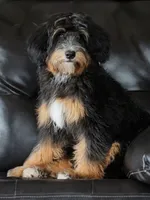 Embark Tested Trained Micro & Small Mini Bernedoodles!, a  Miniature Bernedoodle for sale in Shipshewana, IN – 4 of 10