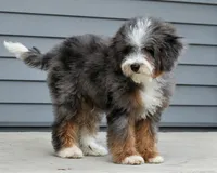 Elite Blue Merle Mini Bernedoodle – Ready Now!, a male Miniature Bernedoodle for sale in Shipshewana, IN – 1 of 10
