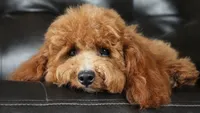 Embark Tested Trained Micro & Small Mini Bernedoodles!, a  Miniature Bernedoodle for sale in Shipshewana, IN – 9 of 10