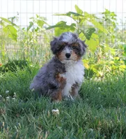 ✨ STARTED ON CRATE TRAINING 🧬 FULLY EMBARK HEALTH TESTED 🧸 TEDDY BEAR, a male Miniature Bernedoodle for sale in Shipshewana, IN – 10 of 10