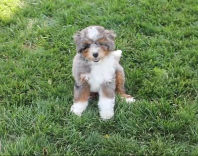 ✨ STARTED ON CRATE TRAINING 🧬 FULLY EMBARK HEALTH TESTED 🧸 TEDDY BEAR, a male Miniature Bernedoodle for sale in Shipshewana, IN – 9 of 10