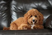 Embark Tested Trained Micro & Small Mini Bernedoodles!, a  Miniature Bernedoodle for sale in Shipshewana, IN – 7 of 10