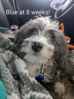 🔥 Elite F1B Bernedoodle Stud Prospect: Program Holdback, a male Miniature Bernedoodle for sale in Shipshewana, IN – 10 of 10