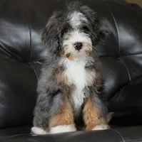 🌟 Premium Health-Tested F1b Mini Bernedoodle Male – Elite Genetics 🌟, a male Miniature Bernedoodle for sale in Shipshewana, IN – 4 of 5
