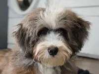Elite Blue Merle Mini Bernedoodle – Ready Now!, a male Miniature Bernedoodle for sale in Shipshewana, IN – 5 of 10