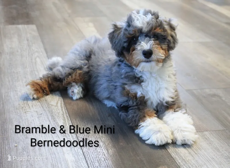 ✨ STARTED ON CRATE TRAINING 🧬 FULLY EMBARK HEALTH TESTED 🧸 TEDDY BEAR – Miniature Bernedoodle puppy for sale in Shipshewana, IN