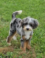 🔥 Elite F1B Bernedoodle Stud Prospect: Program Holdback, a male Miniature Bernedoodle for sale in Shipshewana, IN – 9 of 10