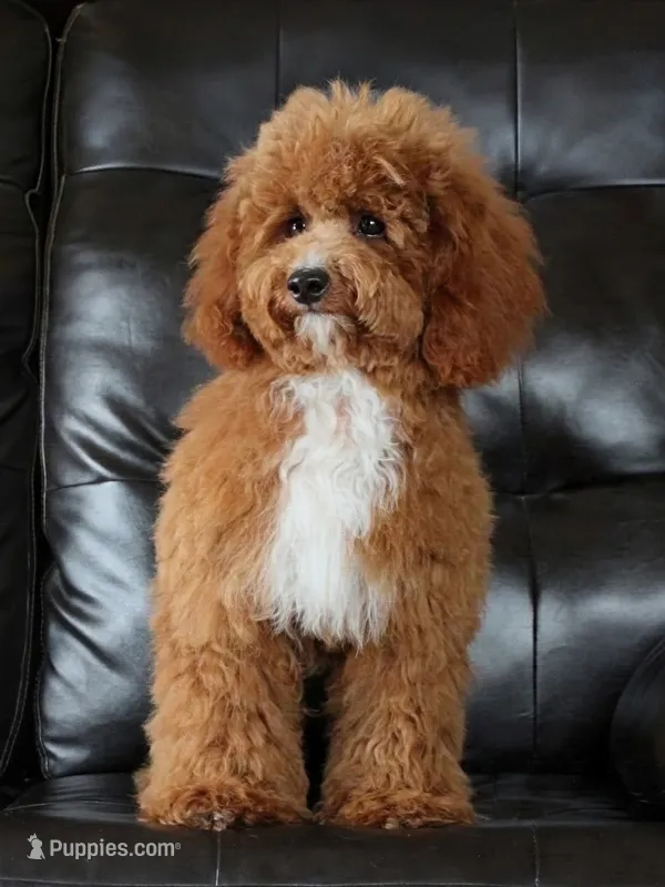 Upcoming May and June 2027 Reservation Lists Open  – Miniature Bernedoodle puppy for sale in Shipshewana, IN