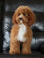 Embark Tested Trained Micro & Small Mini Bernedoodles!, a  Miniature Bernedoodle for sale in Shipshewana, IN – 5 of 10
