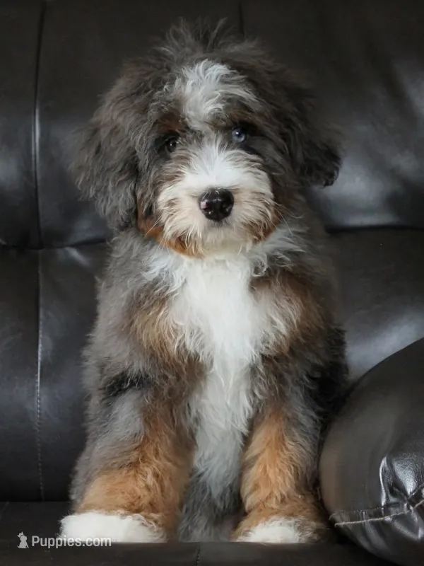 🌟 Premium Health-Tested F1b Mini Bernedoodle Male – Elite Genetics 🌟 – Miniature Bernedoodle puppy for sale in Shipshewana, IN