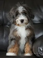 🌟 Premium Health-Tested F1b Mini Bernedoodle Male – Elite Genetics 🌟, a male Miniature Bernedoodle for sale in Shipshewana, IN – 3 of 5