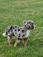 🔥 Elite F1B Bernedoodle Stud Prospect: Program Holdback, a male Miniature Bernedoodle for sale in Shipshewana, IN – 3 of 10
