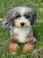 🔥 Elite F1B Bernedoodle Stud Prospect: Program Holdback, a male Miniature Bernedoodle for sale in Shipshewana, IN – 6 of 10
