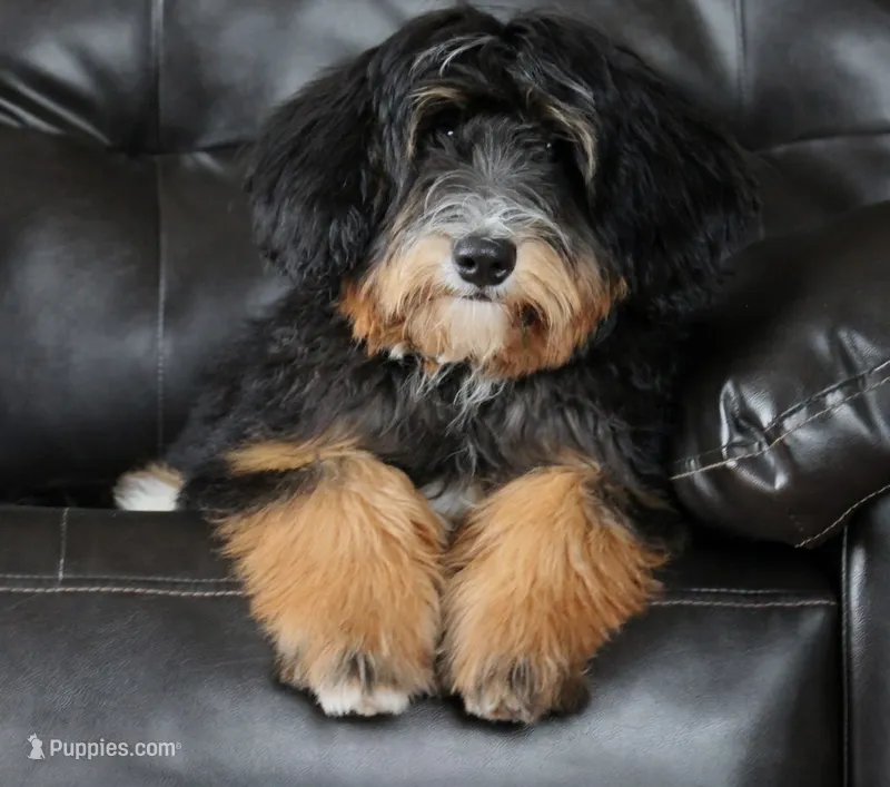 Embark Tested Trained Micro & Small Mini Bernedoodles! – Miniature Bernedoodle puppy for sale in Shipshewana, IN