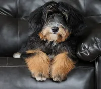 Embark Tested Trained Micro & Small Mini Bernedoodles!, a  Miniature Bernedoodle for sale in Shipshewana, IN – 1 of 10