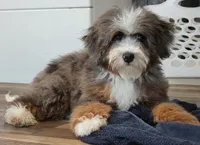 Elite Blue Merle Mini Bernedoodle – Ready Now!, a male Miniature Bernedoodle for sale in Shipshewana, IN – 4 of 10