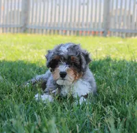 Beau , a male Miniature Bernedoodle for sale in Shipshewana, IN – 4 of 4