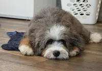 Elite Blue Merle Mini Bernedoodle – Ready Now!, a male Miniature Bernedoodle for sale in Shipshewana, IN – 2 of 10