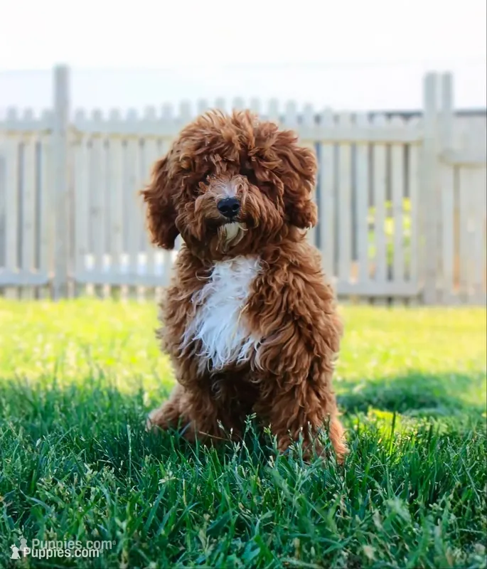 UPCOMING LITTERS / WAITLIST  – Miniature Bernedoodle puppy for sale in Shipshewana, IN
