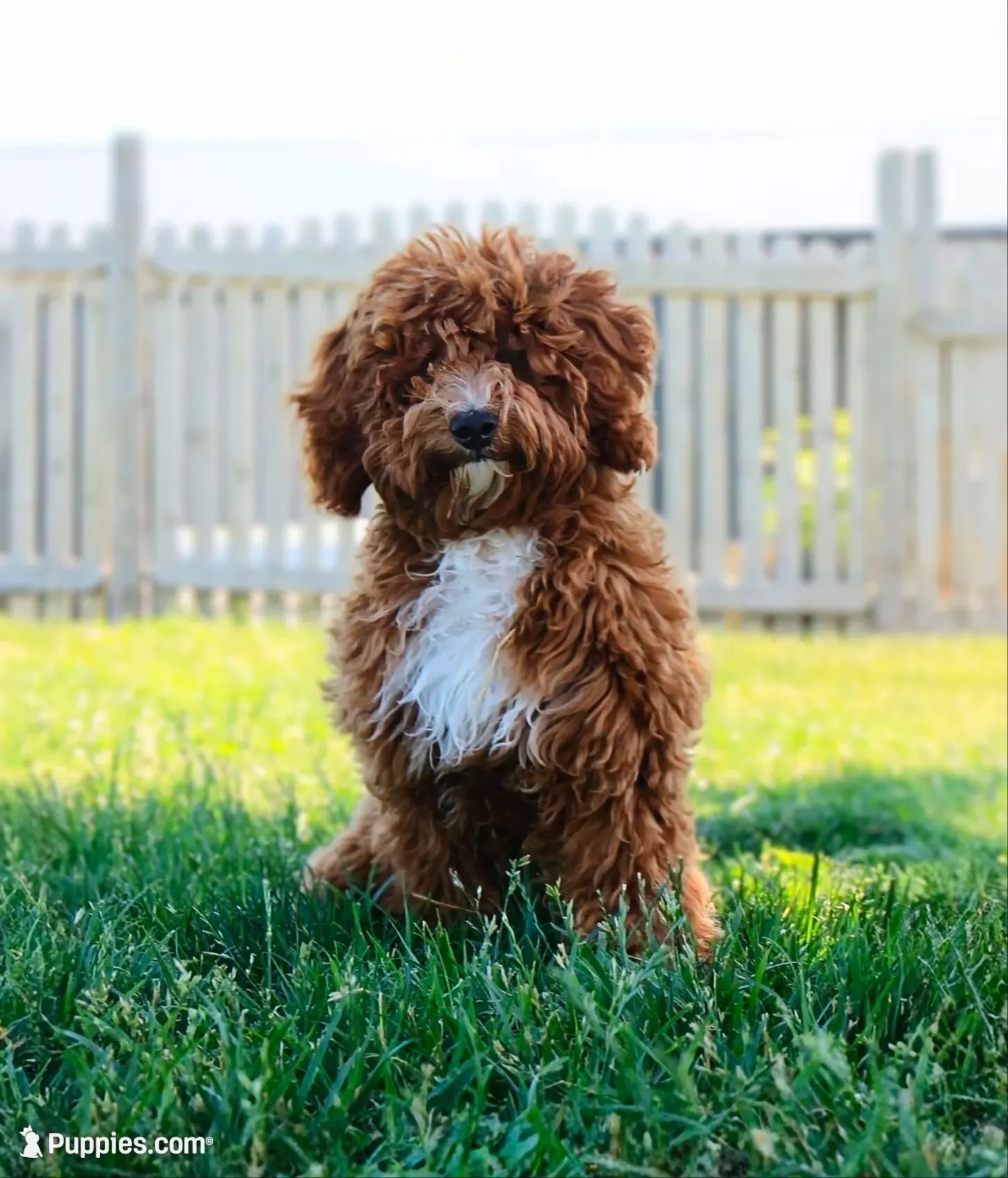 UPCOMING LITTERS / WAITLIST , a  Miniature Bernedoodle for sale in Shipshewana, IN – 1 of 2