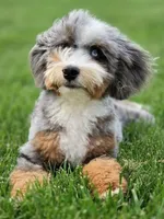 🔥 Elite F1B Bernedoodle Stud Prospect: Program Holdback, a male Miniature Bernedoodle for sale in Shipshewana, IN – 8 of 10