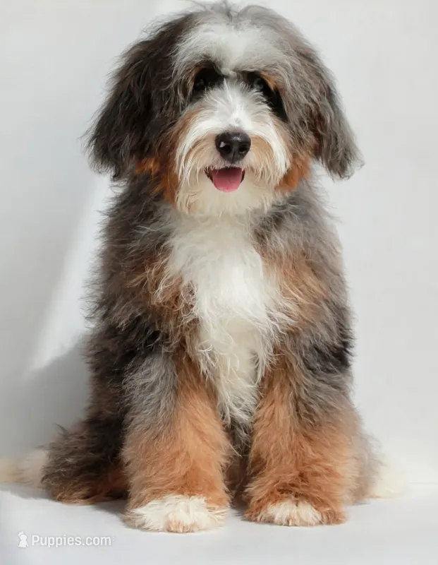 🔥 Elite F1B Bernedoodle Stud Prospect: Program Holdback – Miniature Bernedoodle puppy for sale in Shipshewana, IN