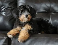 Embark Tested Trained Micro & Small Mini Bernedoodles!, a  Miniature Bernedoodle for sale in Shipshewana, IN – 6 of 10