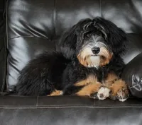Embark Tested Trained Micro & Small Mini Bernedoodles!, a  Miniature Bernedoodle for sale in Shipshewana, IN – 8 of 10