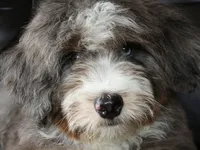 🌟 Premium Health-Tested F1b Mini Bernedoodle Male – Elite Genetics 🌟, a male Miniature Bernedoodle for sale in Shipshewana, IN – 5 of 5