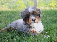 Beau , a male Miniature Bernedoodle for sale in Shipshewana, IN – 2 of 4