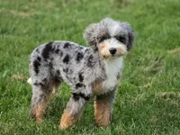 🔥 Elite F1B Bernedoodle Stud Prospect: Program Holdback, a male Miniature Bernedoodle for sale in Shipshewana, IN – 4 of 10