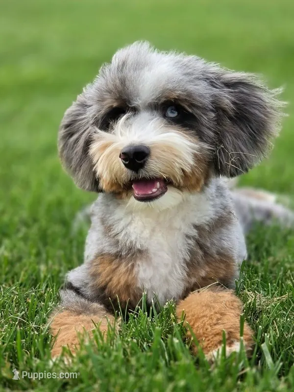 🔥 Elite F1B Bernedoodle Stud Prospect: Program Holdback – Miniature Bernedoodle puppy for sale in Shipshewana, IN