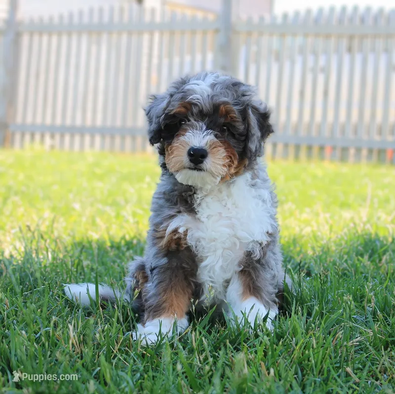 Beau , a male Miniature Bernedoodle for sale in Shipshewana, IN – 1 of 4