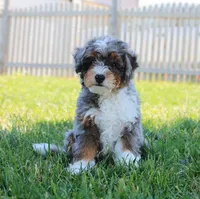 Beau , a male Miniature Bernedoodle for sale in Shipshewana, IN – 1 of 4