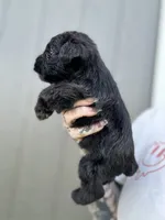 Solid Black Girl, a female Miniature Schnauzer for sale in Atoka, OK – 3 of 3