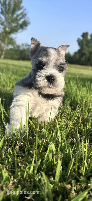 Salt n Pepper Parti – Miniature Schnauzer puppy for sale in Atoka, OK