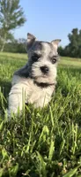 Salt n Pepper Parti, a female Miniature Schnauzer for sale in Atoka, OK – 1 of 6