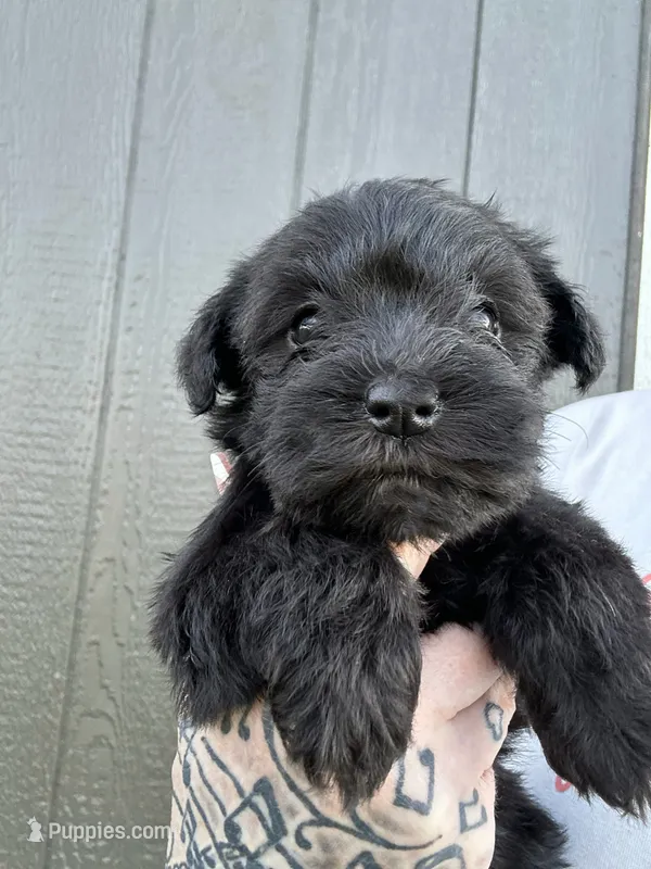 Solid Black Girl – Miniature Schnauzer puppy for sale in Atoka, OK