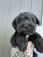 Solid Black Girl, a female Miniature Schnauzer for sale in Atoka, OK – 1 of 3