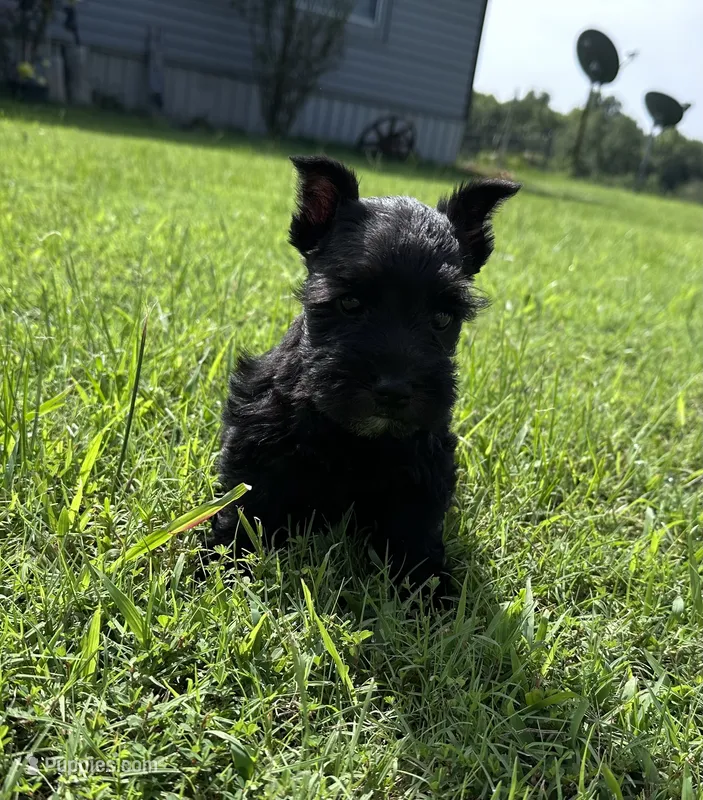 Black beauty  – Miniature Schnauzer puppy for sale in Atoka, OK