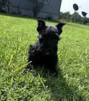Black beauty , a female Miniature Schnauzer for sale in Atoka, OK – 1 of 3