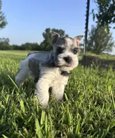 Salt n Pepper Parti, a female Miniature Schnauzer for sale in Atoka, OK – 4 of 6