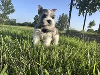 Salt n Pepper Parti, a female Miniature Schnauzer for sale in Atoka, OK – 5 of 6