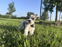 Salt n Pepper Parti, a female Miniature Schnauzer for sale in Atoka, OK – 6 of 6
