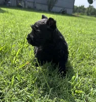 Black beauty , a female Miniature Schnauzer for sale in Atoka, OK – 3 of 3