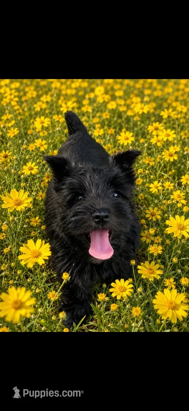 Black beauty  – Miniature Schnauzer puppy for sale in Atoka, OK